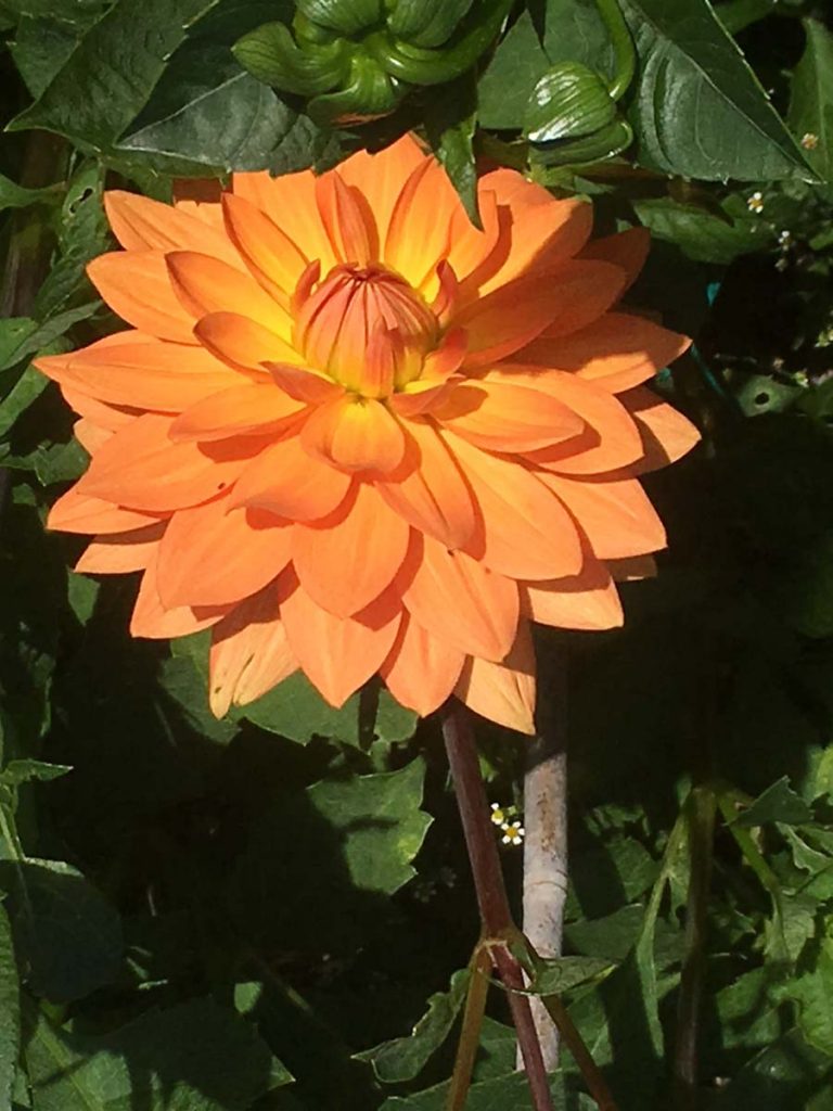 Dahlias and Chrysanthemums Bridport Gardening Club